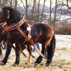 Draft Horse Competition in Slovakia