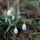 Spring Wildflowers of the Slovak Small Carpathians